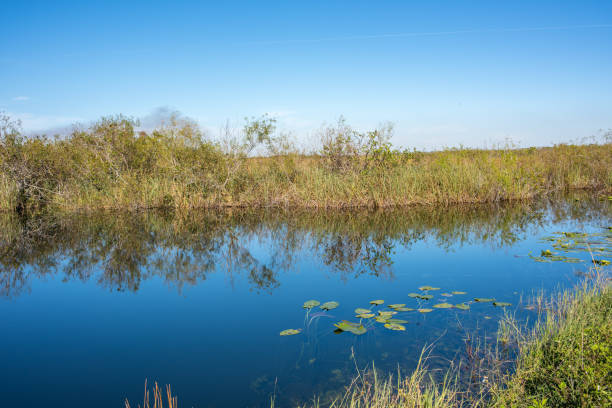 istock Everglades National Park 959752164