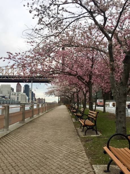 istock Cherry blossom trees at Roosevelt island in spring 959752176