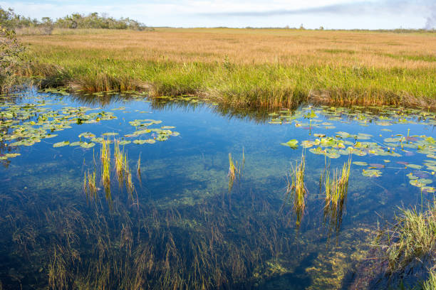 istock Everglades National Park 959752550