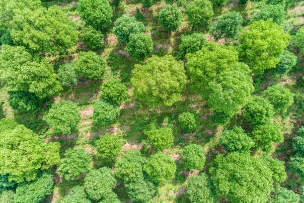 istock Aerial view of the green forest 959757010