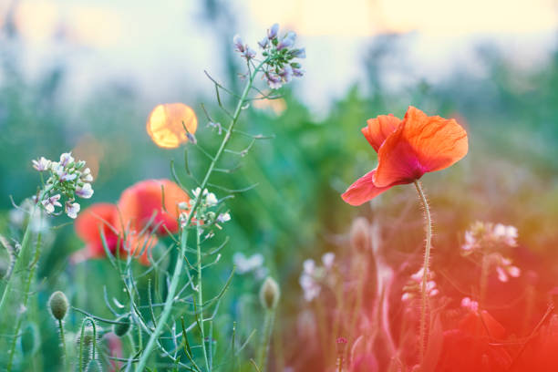 istock Poppy field details 959757060
