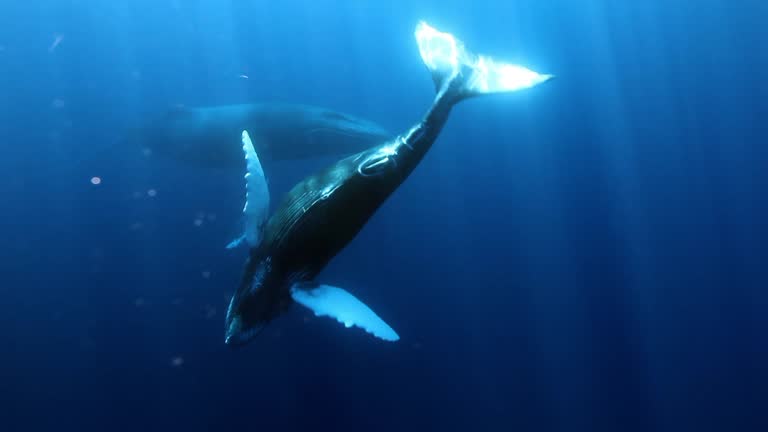 Ballena cantando bajo el agua