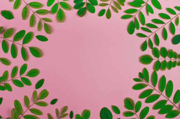 istock Green leaves acacia on a pink background. Place for text. 959757536