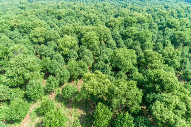 istock Aerial view of the green forest 959758038