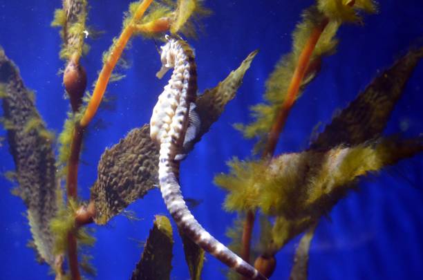 istock Seahorse swimming in aquarium 959761756