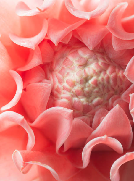 istock closeup pink torch ginger flower etlingera elatior 959765350