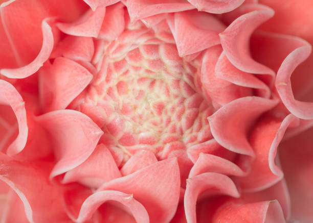 istock closeup pink torch ginger flower etlingera elatior 959765354
