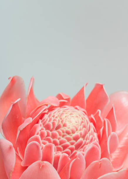 closeup pink torch ginger flower etlingera elatior