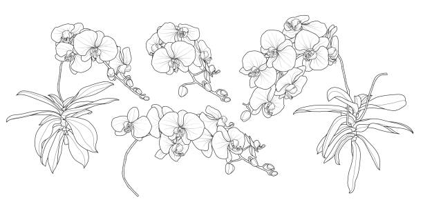 isolierte orchidee zweig in 4 typen set 3. - moth orchid stock-grafiken, -clipart, -cartoons und -symbole