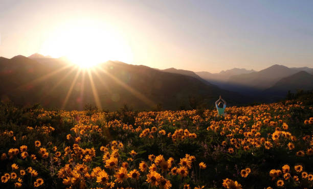 Person surrounded by flowers. Woman meditating on arnica meadow at sunset. Outdoor yoga in Washington State.  Cascade Mountains. Seattle. United States of America. balsam root stock pictures, royalty-free photos & images