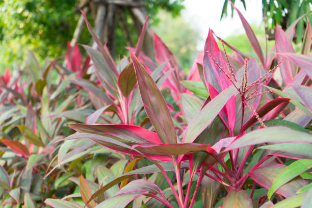 istock Cordyline fruticosa in garden 959768504