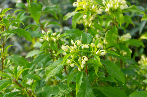 close up of white flower of do-re-mi plant - doremi imagens e fotografias de stock