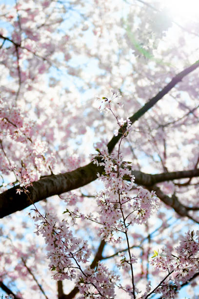 istock Cherry Blossom with blue sky and sunshine. 959769408