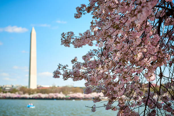 istock Cherry Blossom in Washington DC with the Monument in the background. 959769414