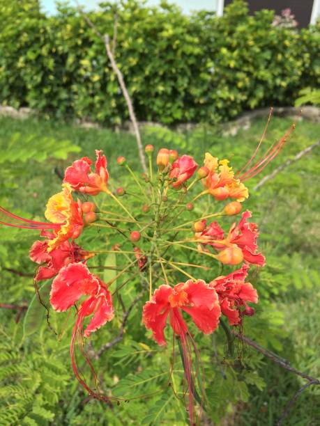 istock Bunch of Red Flowers 959771656