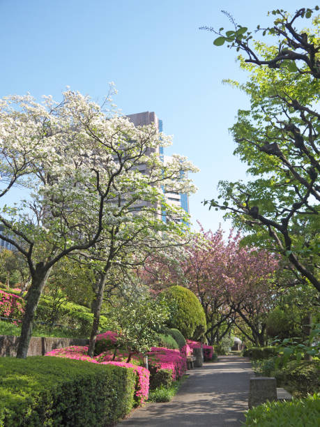 istock Cherry blossom on Tokyo street 959771822