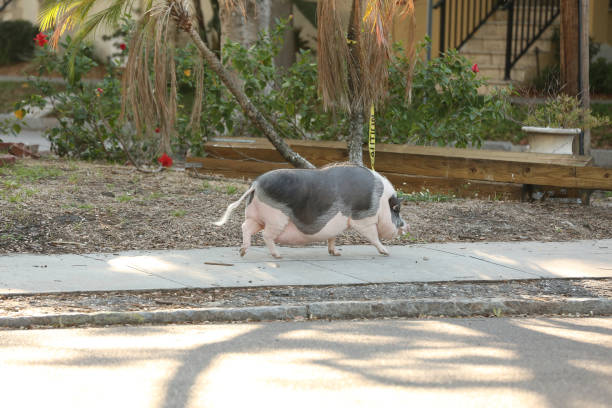 istock Large Pig walking the street 959771944