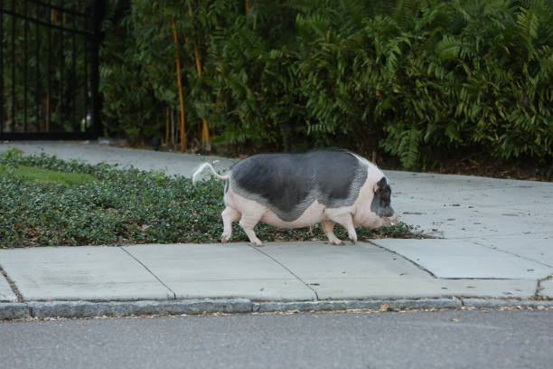 istock Pig walking the street 959771948