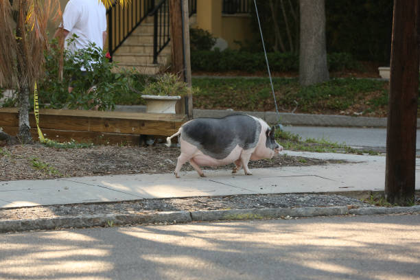 istock Large Pig walking the street 959771952