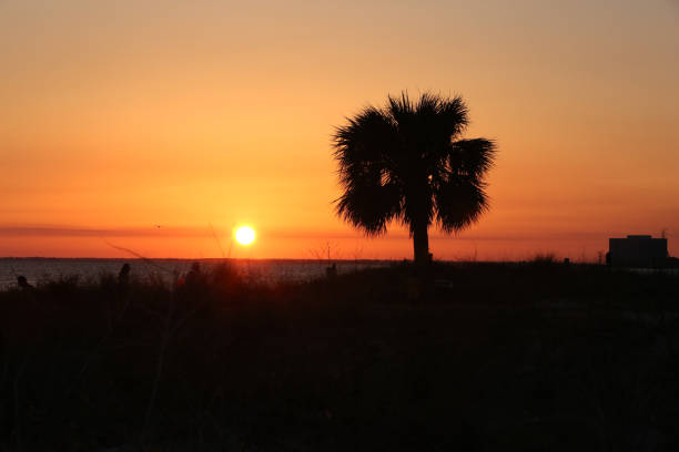 istock Palm tree Silhouette in the sunset 959771964