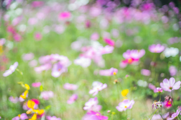 Nemophila flowers