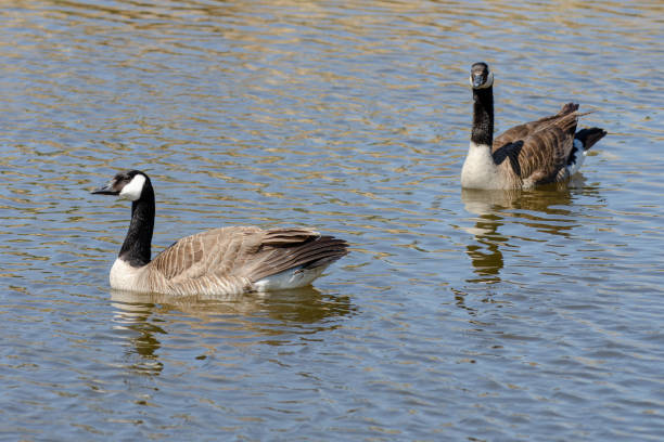 istock Two Canada Geese Wading in a Creek 959776348