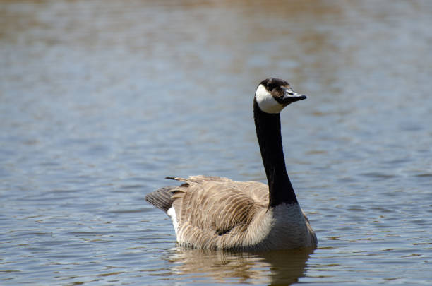 Isolated Canada Goose Wading in Sturgeon Creek, Winnipeg, Manitoba, Canada