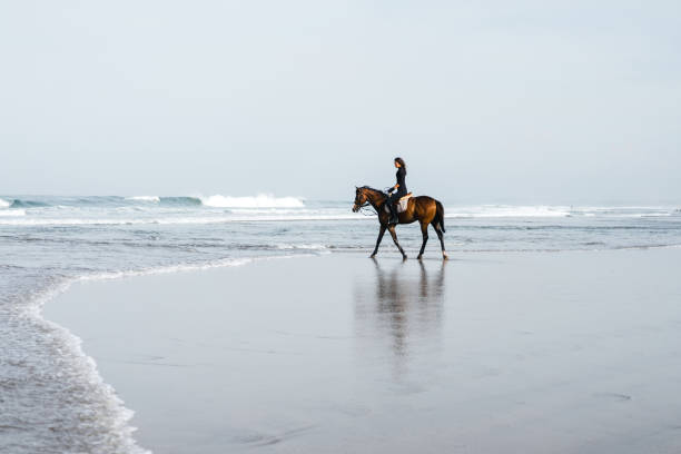 istock distant view of female equestrian riding horse on sandy beach 959779330