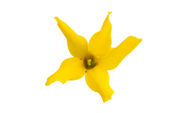 istock flower forsition isolated 959792846