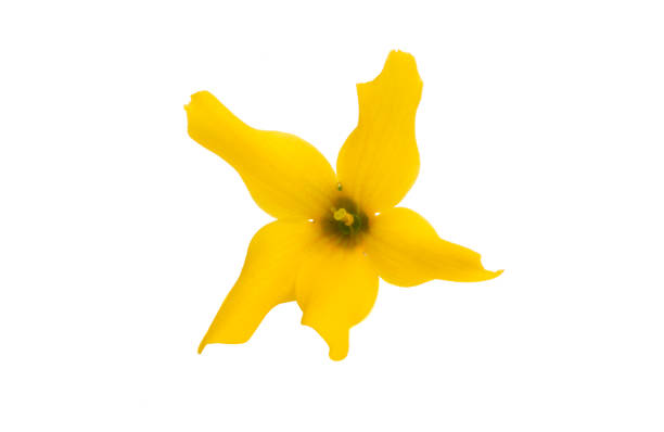 istock flower forsition isolated 959792906