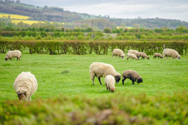 istock Sheep grazing on The Field, Cotswold, England 959793162