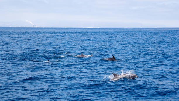 istock Dolphins near Ventura coast, California 959796312