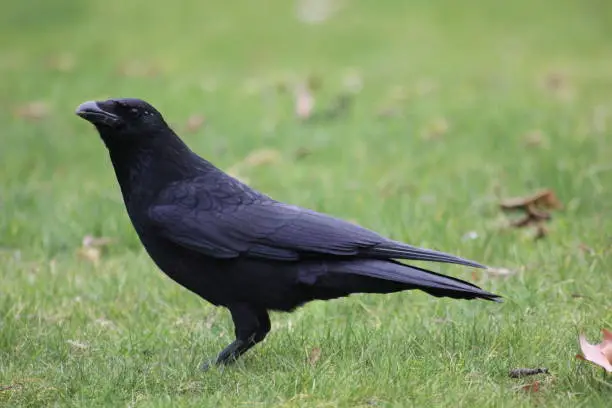 Crow in French public park