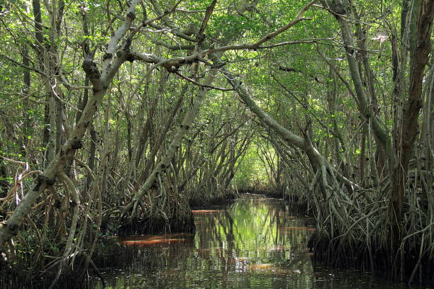 Mangrove trees in Everglades National Park, Florida