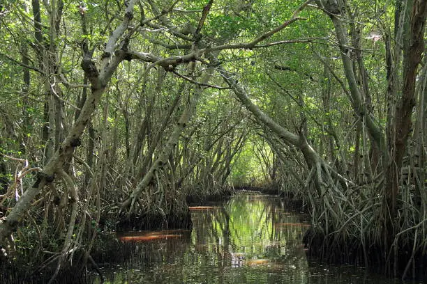 Photo of Everglades National Park, Florida