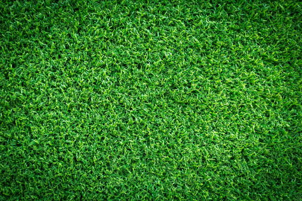 istock Grass field texture for golf course, soccer field or sports background concept design. Artificial grass. 959797926