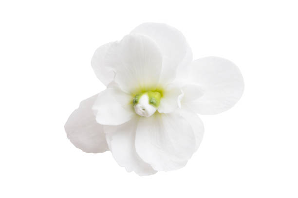 istock gypsophila flowers isolated 959798612