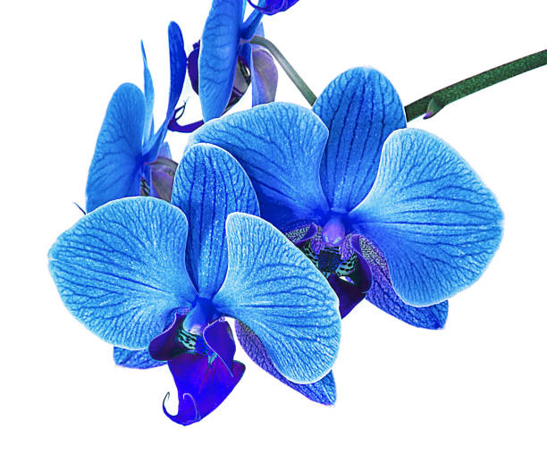 istock beautiful blue Orchid without background, bright blue Orchid flowers on a white background. 959801458