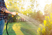 Pregnant woman watering green tree with hose. Gardening concept
