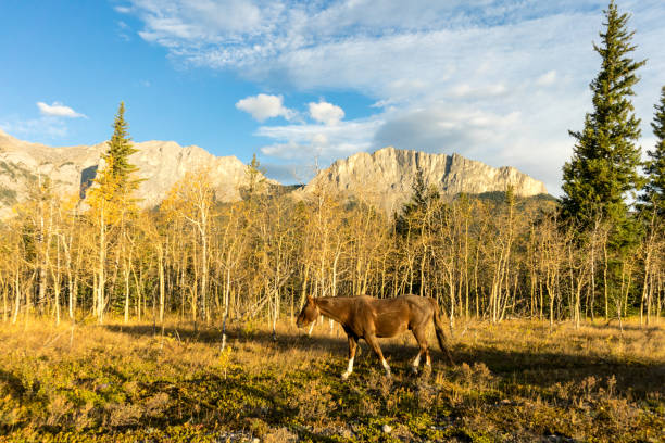 A saddle horse looks across the valley in the Kananaskis region of Alberta, during a break in the trek.  This pristine area, west of Calgary, located in the foothills of the Canadian Rockies, is best explored by horseback or on foot.
