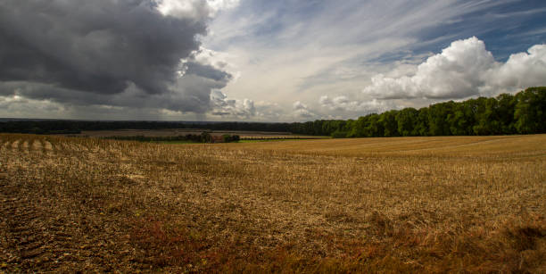 istock Harvested field in summer under cloudy sky 959815144