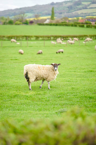 istock Sheep grazing on The Field, Cotswold, England 959815180