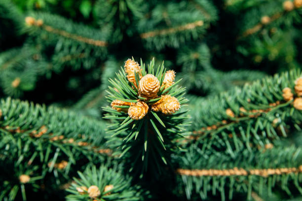 istock Spruce stick with young gold cones. 959815890