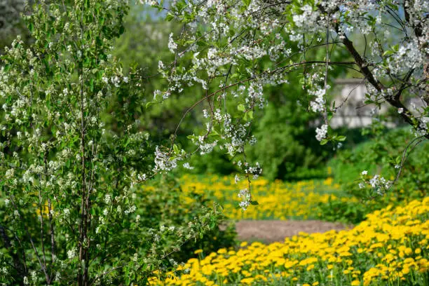 Cherry blossoms over blurred nature background/ Spring flowers/Spring Background with bokeh