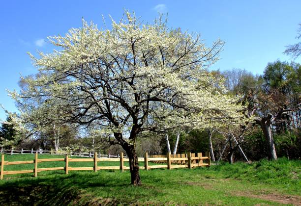 istock The scenery of a white flower blooming on the spring day 959816666