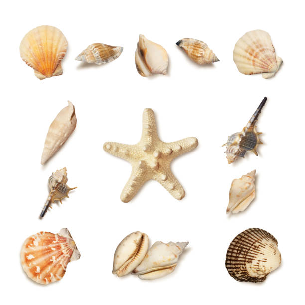 istock Sea shell and starfish set isolated on white 959818510