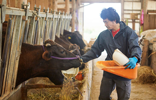 A Japanese man who gives food to cattle in the barn.