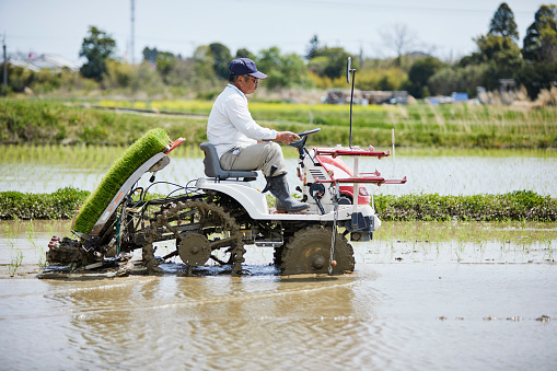 Japanese farmer Working in Rice planting in Miyazaki