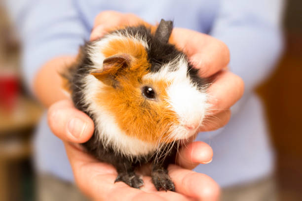 istock Female hands holding a guinea pig. 959818844