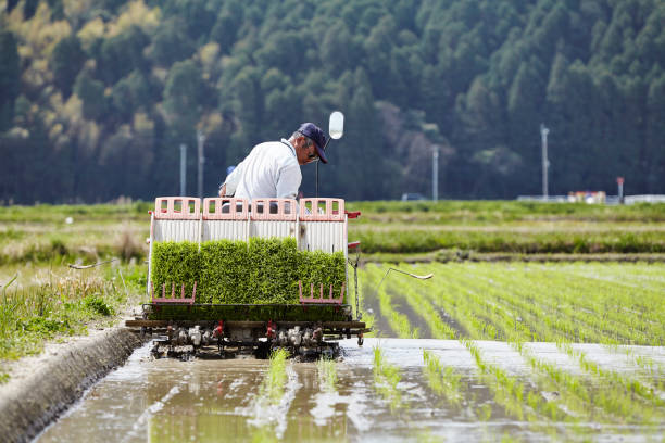 Men working in rice planting. Japanese farmer Working in Rice planting in Miyazaki miyazaki prefecture stock pictures, royalty-free photos & images